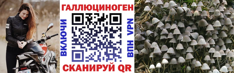 Псилоцибиновые грибы Psilocybine cubensis  Сосенский 